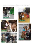 Gossos en adopció centre caní pedracastell - novembre 2013