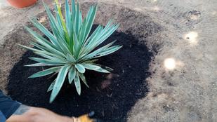 replantació de plantes d'ofrena floral Diada