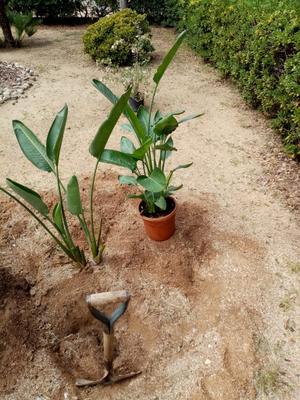 replantació de plantes d'ofrena floral Diada