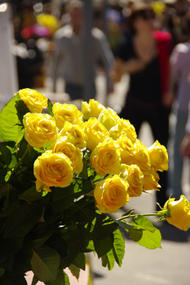 Roses - fotografia cedida per J.Espí