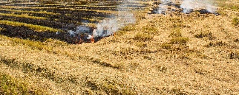 Crema vegetació controlada Crema vegetació controlada